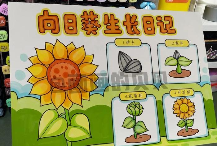 观察生活中事物的变化如向日葵随太阳转动（观察向日葵随着太阳转动）