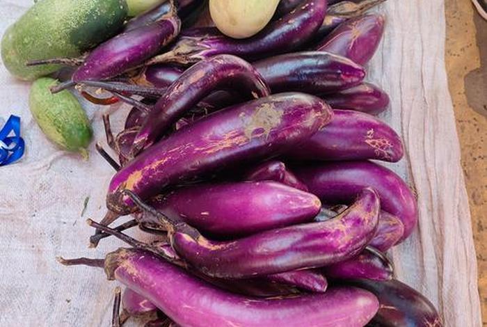 茄子生活的视频（茄子记录美好生活）