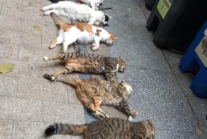 流浪猫的生活环境 流浪猫的生活环境是什么样的 流浪猫的生活环境 流浪猫的生活环境是什么样的