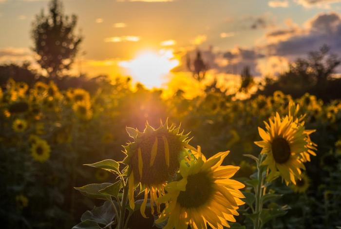 生活充满阳光图片;生活充满阳光图片真实 生活充满阳光图片;生活充满阳光图片真实