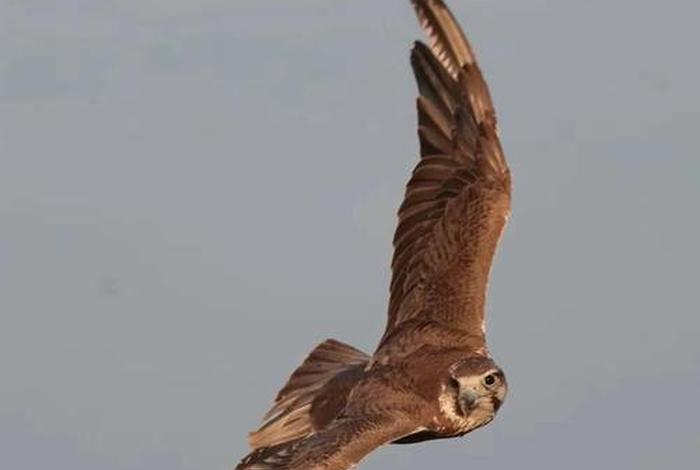 鹰的生活习性纪录片、鹰生活在哪里? 鹰的生活习性纪录片、鹰生活在哪里?