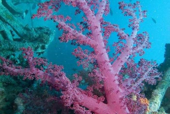 珊瑚生活在什么环境；珊瑚一般生活在哪里