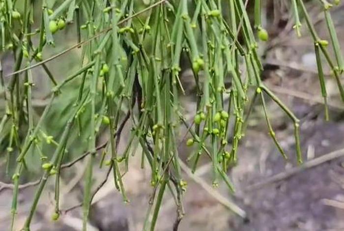 寄生生活是指什么 - 寄生是啥 寄生生活是指什么 - 寄生是啥