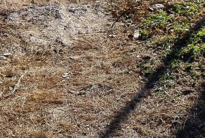 流浪猫的生活现状，流浪猫的生活现状是什么