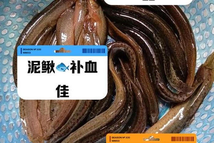 泥鳅生活习性和功效、泥鳅的特性 泥鳅生活习性和功效、泥鳅的特性