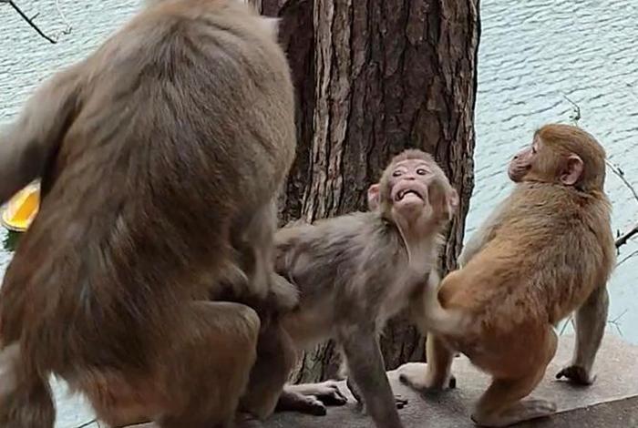 二人生猴子全程免费观看(真人版二人生猴子全程) 二人生猴子全程免费观看(真人版二人生猴子全程)