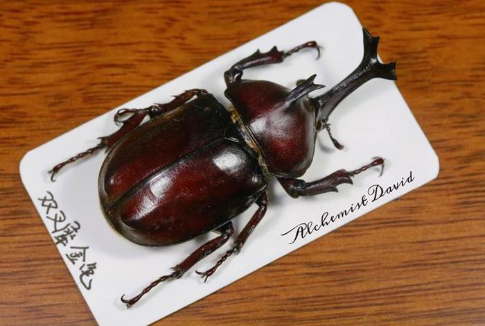 独角仙的生活习性是什么、独角仙的生活特征