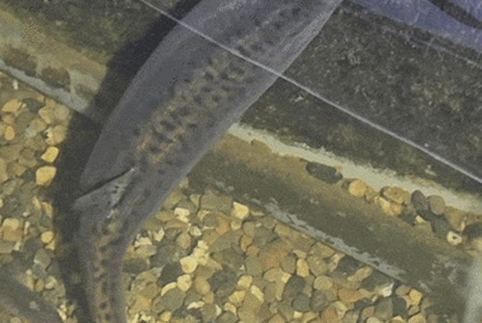 泥鳅生活视频全集、有关泥鳅的视频动态视频