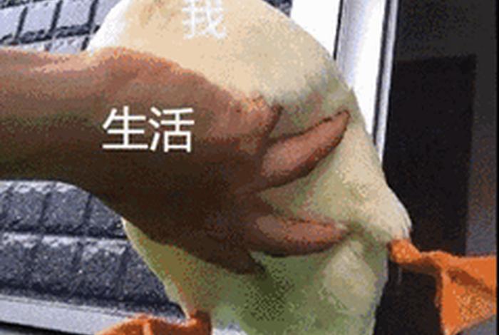 生活我表情包 - 生活表情包动态图 生活我表情包 - 生活表情包动态图