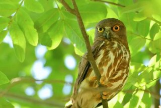 鹰的生活环境；鹰主要生活在哪里