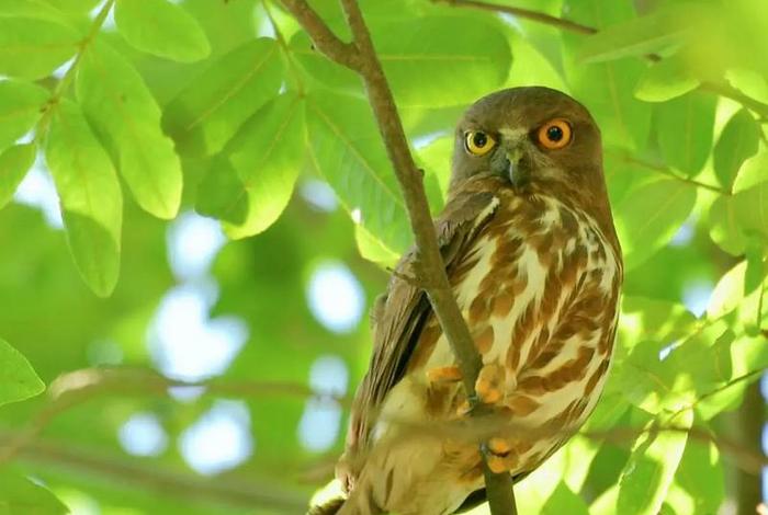 鹰的生活环境;鹰主要生活在哪里 鹰的生活环境;鹰主要生活在哪里