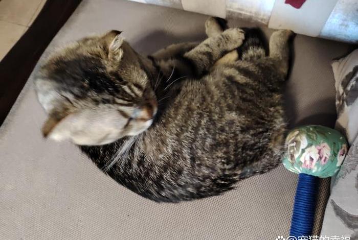 爱猫生活小组，爱猫生活小组暗号在哪里