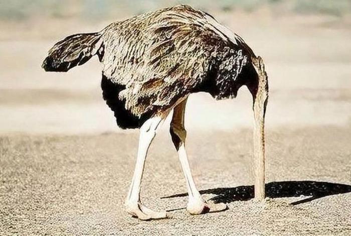 鸵鸟生活日常记录;鸵鸟生活日常记录图片 鸵鸟生活日常记录;鸵鸟生活日常记录图片