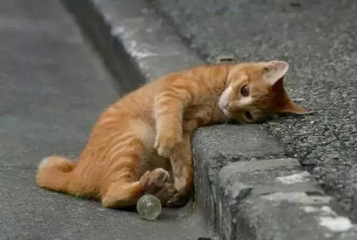 流浪猫的生活真实视频(流浪猫的生活真实视频播放) 流浪猫的生活真实视频(流浪猫的生活真实视频播放)