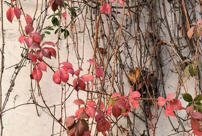 地锦生活环境，地锦生活型