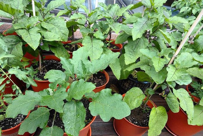 茄子生活环境是怎样的、茄子生活环境是怎样的呢