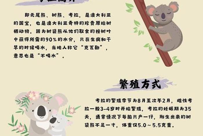 考拉生活在什么气候区 - 考拉的生存环境