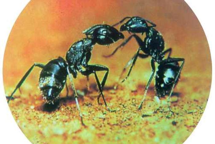 生活中的信息传递有哪些 把日常生活的信息传递 生活中的信息传递有哪些 把日常生活的信息传递