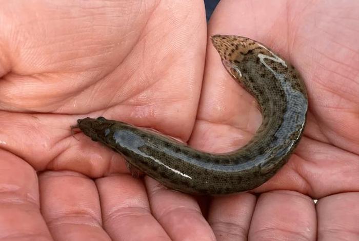 泥鳅生活在哪里的(泥鳅生活在哪里的地方) 泥鳅生活在哪里的(泥鳅生活在哪里的地方)