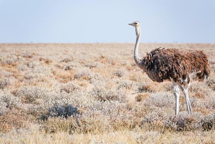 鸵鸟生活的地方(鸵鸟生活的地方有哪些) 鸵鸟生活的地方(鸵鸟生活的地方有哪些)