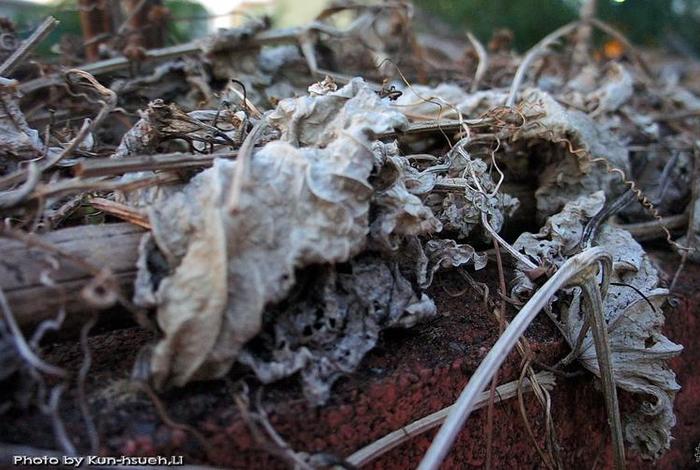 生活糜烂和生活腐化区别；生活糜烂和生活腐化区别图片