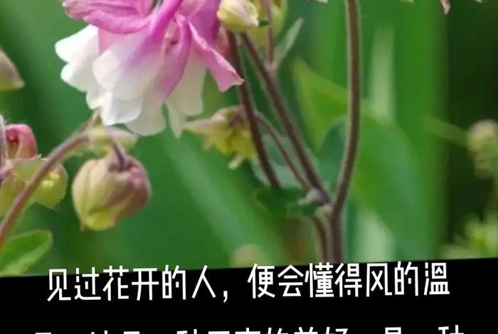 生活如花一样绽放的经典句子（生活如花一样绽放的经典句子图片）