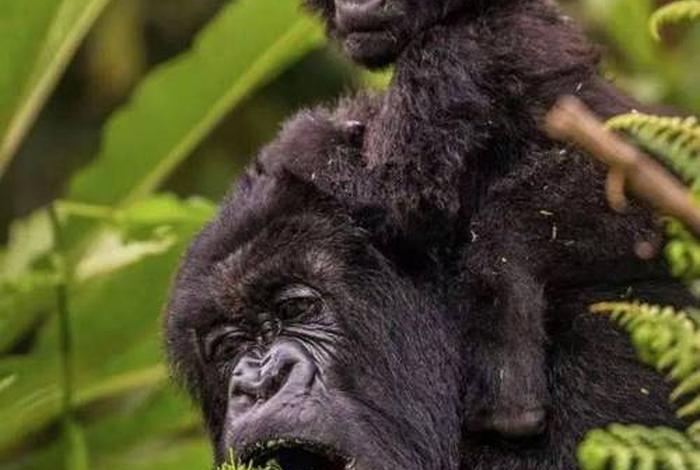 大猩猩的生活地带,大猩猩生活在什么地方生活,吃什么 大猩猩的生活地带,大猩猩生活在什么地方生活,吃什么