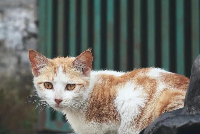 流浪猫的生活日常、流浪猫的生活日常图片 流浪猫的生活日常、流浪猫的生活日常图片