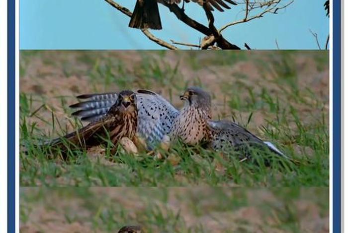 鹰的生活习性纪录片、鹰生活在哪里? 鹰的生活习性纪录片、鹰生活在哪里?
