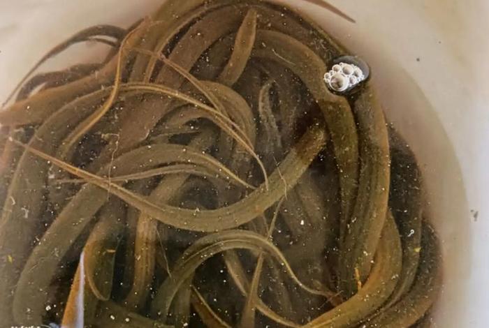 泥鳅生活水温,泥鳅饲养水温 泥鳅生活水温,泥鳅饲养水温