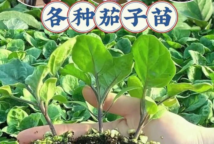 茄子生长时间 茄子的正常生长季节 茄子生长时间 茄子的正常生长季节