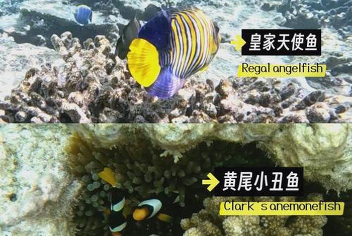 珊瑚里生活的鱼都有哪些;珊瑚里生活的鱼都有哪些名字 珊瑚里生活的鱼都有哪些;珊瑚里生活的鱼都有哪些名字