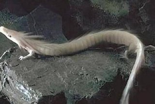 龙的生活在哪个地方、龙一般生活在哪里