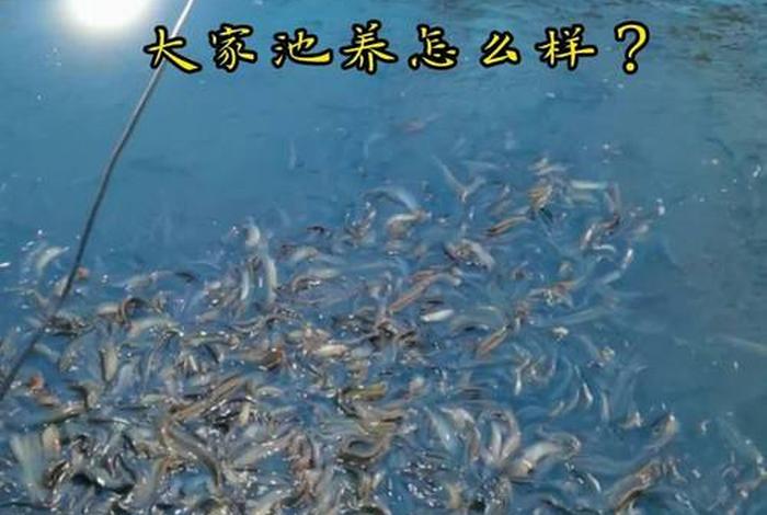 泥鳅生活深水还是浅水、泥鳅深水养殖好还是浅水养殖好 泥鳅生活深水还是浅水、泥鳅深水养殖好还是浅水养殖好