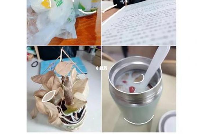 大二的生活（大二的生活日常）