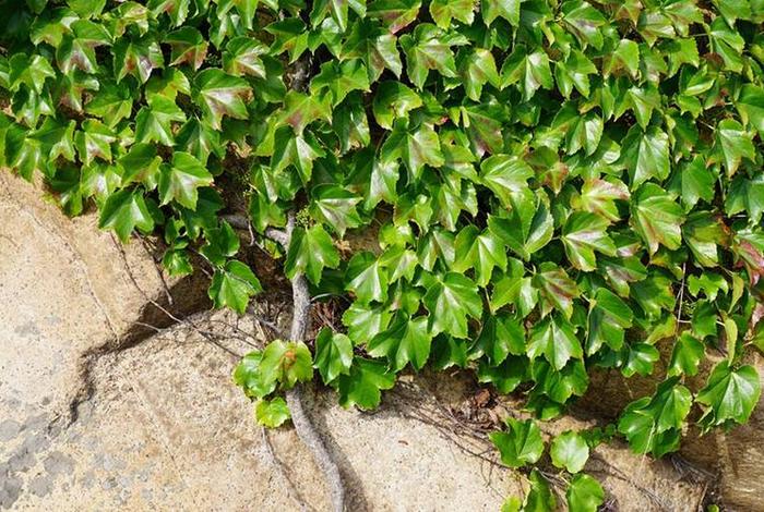 地锦生活环境，地锦生活型