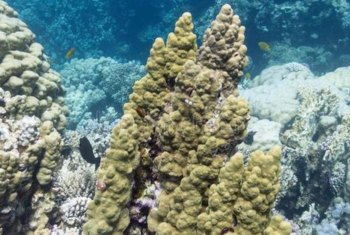 珊瑚生活在热带还是温带、珊瑚生活在什么海域 珊瑚生活在热带还是温带、珊瑚生活在什么海域