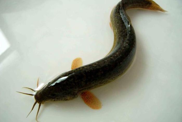 泥鳅生活环境及特点 - 泥鳅的生存环境是什么? 泥鳅生活环境及特点 - 泥鳅的生存环境是什么?