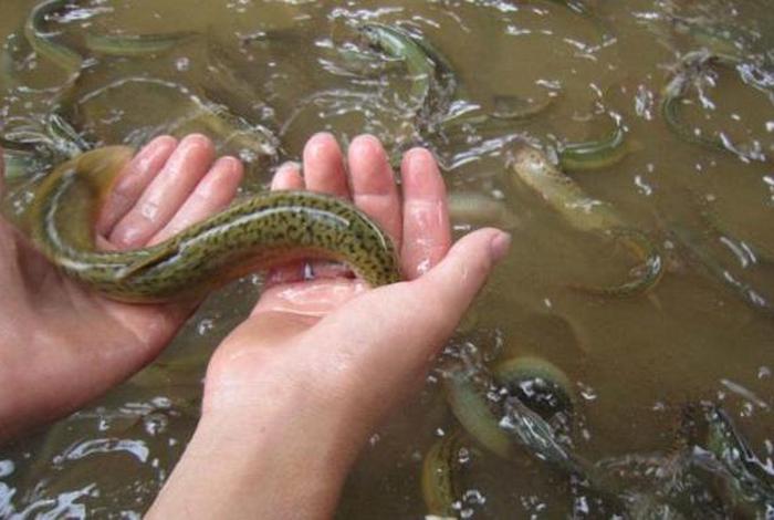 泥鳅生活习俗(泥鳅生活的地方) 泥鳅生活习俗(泥鳅生活的地方)