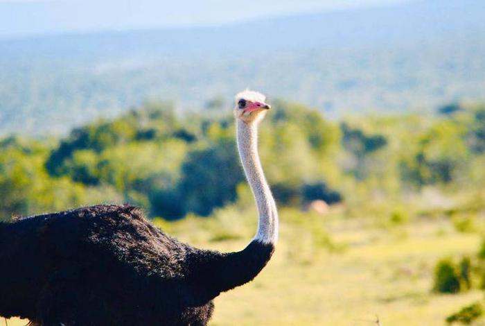 鸵鸟生活在沙漠里吗、鸵鸟是不是生活在沙漠里 鸵鸟生活在沙漠里吗、鸵鸟是不是生活在沙漠里