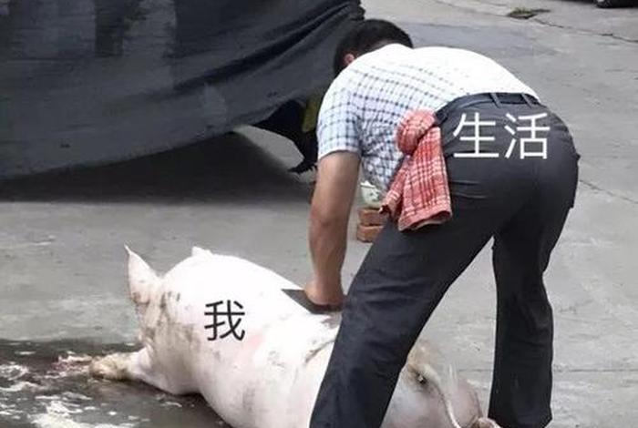 生活与我全系列表情包图片 生活与我表情包是什么意思