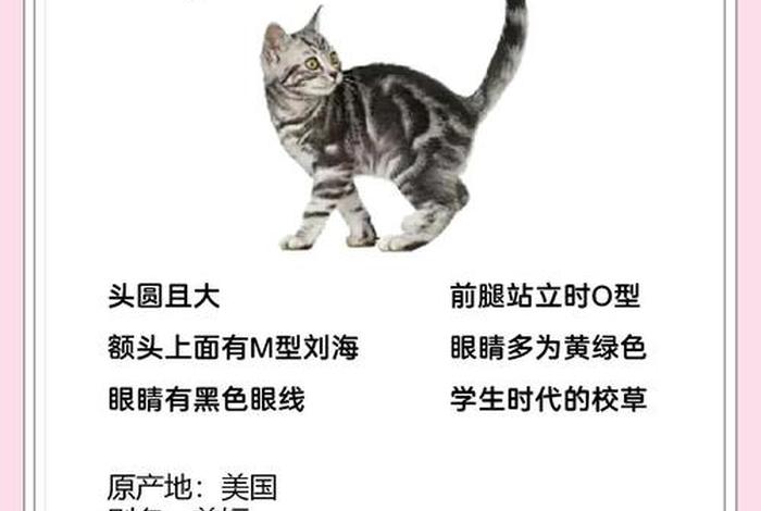 爱猫生活小组,爱猫生活小组暗号是什么 爱猫生活小组,爱猫生活小组暗号是什么