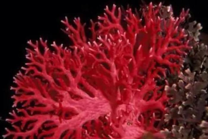 珊瑚生活在什么环境；珊瑚一般生活在哪里