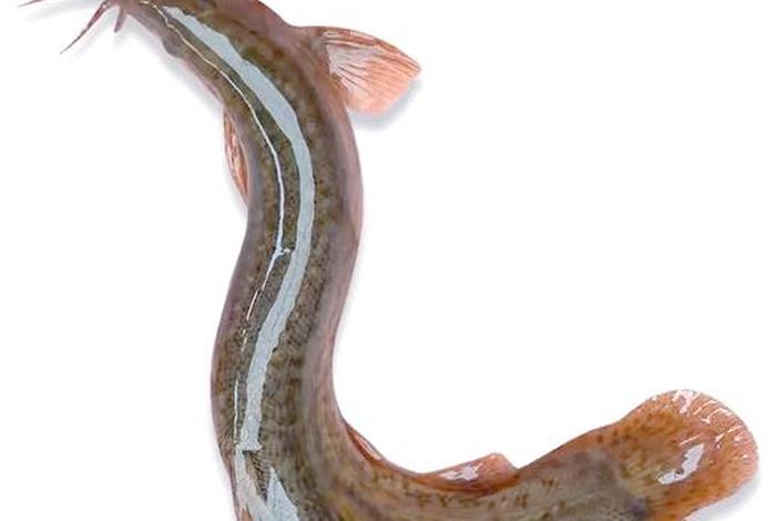 泥鳅生活条件 泥鳅生活条件是什么