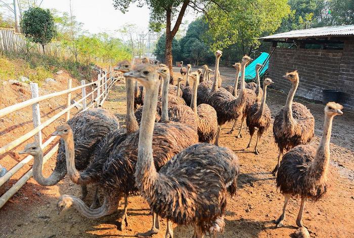 鸵鸟生活习性和特点 鸵鸟特点及生存环境 鸵鸟生活习性和特点 鸵鸟特点及生存环境