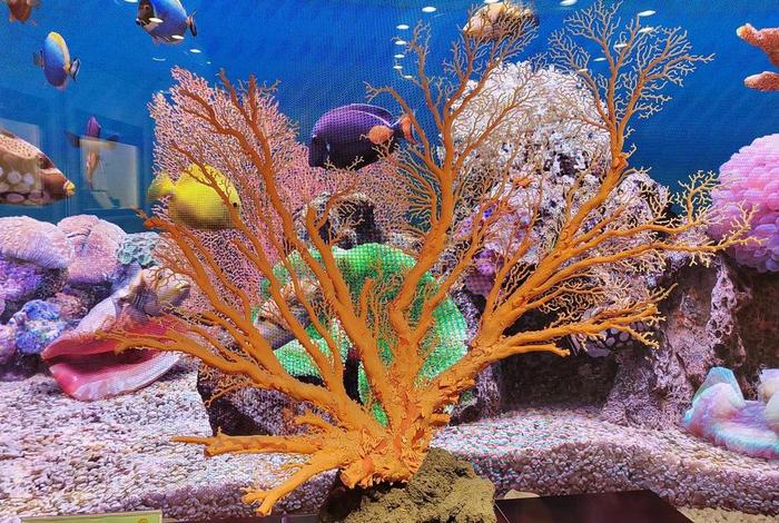 珊瑚生长的自然条件、珊瑚生长的自然条件是什么