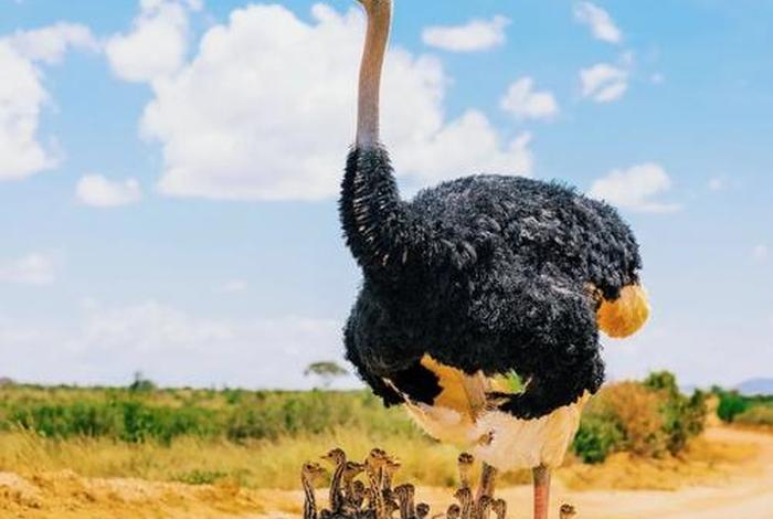 鸵鸟生活在什么环境,鸵鸟生存的环境 鸵鸟生活在什么环境,鸵鸟生存的环境