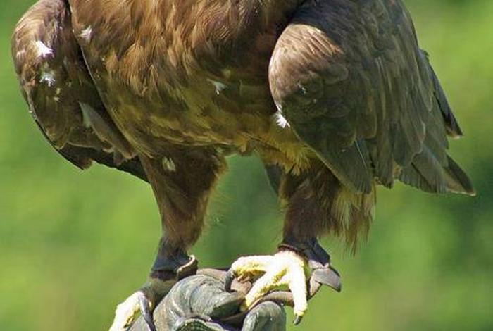 鹰的生活全过程、鹰的生活环境是什么 鹰的生活全过程、鹰的生活环境是什么