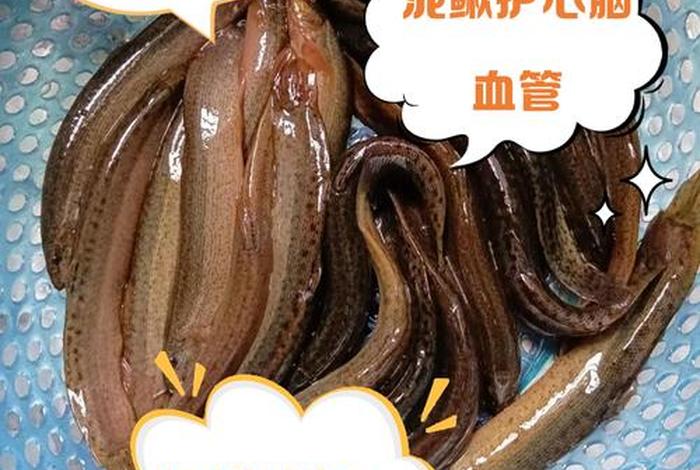 泥鳅生活要求温度是多少 - 泥鳅适应的温度范围 泥鳅生活要求温度是多少 - 泥鳅适应的温度范围