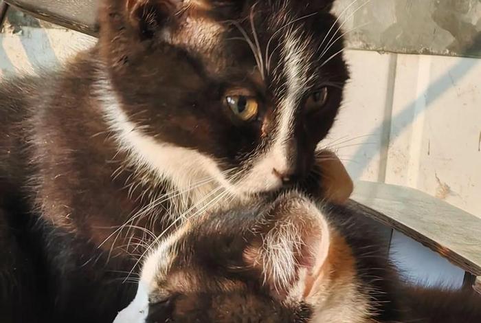 爱猫生活小组的车;爱猫生活小组暗号是什么 爱猫生活小组的车;爱猫生活小组暗号是什么